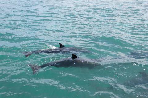 dolphin-tour
