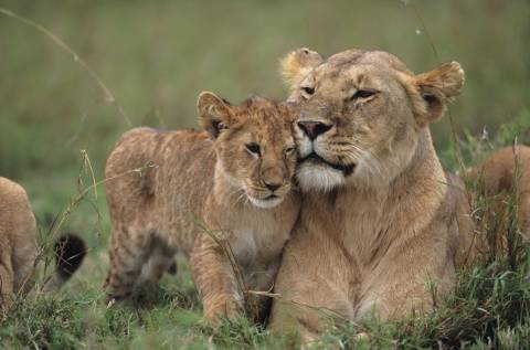 lions-cubs