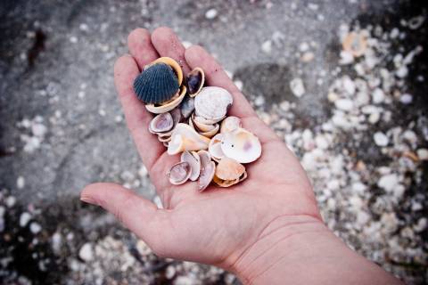shelling